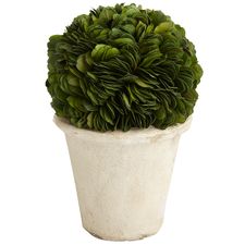 Short Preserved Boxwood Topiary
