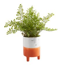 Colorblock Orange Face Arrangement