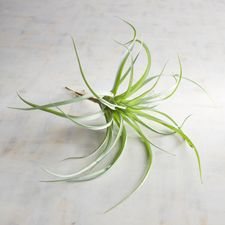 Faux Tillandsia Air Plant Stem