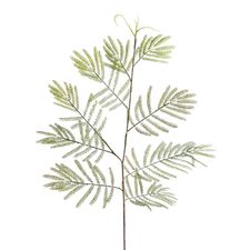 Mimosa Greenery Stem