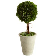 Single Preserved Boxwood Topiary