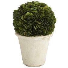 Short Preserved Boxwood Topiary