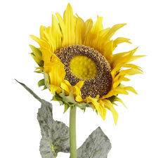 Faux Oversized Sunflower Stem
