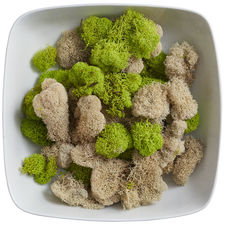 Green & Beige Natural Moss Vase Filler